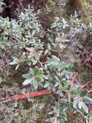 Leptospermum grandifolium, 2026-08-08