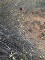 Streptanthus longirostris