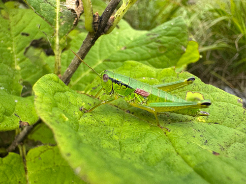 Anapodisma miramae