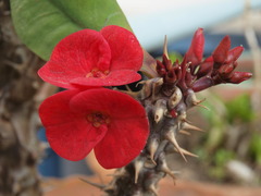 Euphorbia milii
