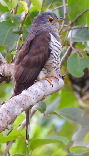 Indian Cuckoo (Cuculus micropterus), photo 7