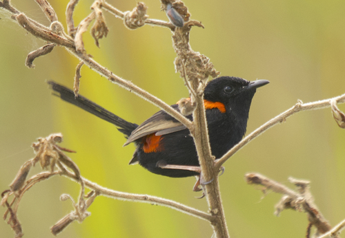 Red-backed Fairywren