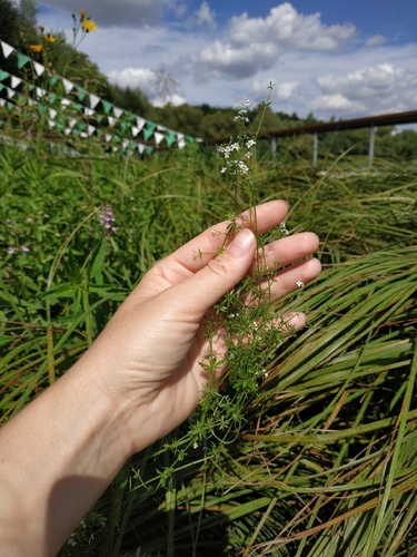 Наблюдение на iNaturalist