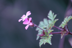 Geranium robertianum