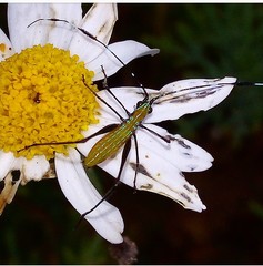 Phaneropterinae