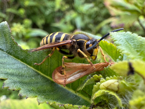 Median Wasp