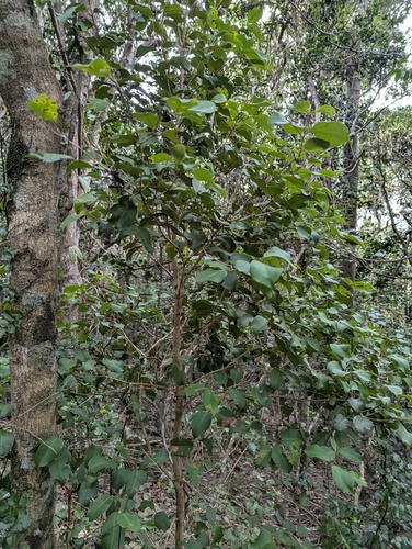 rib-fruited malletwood