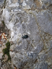 Platycerus