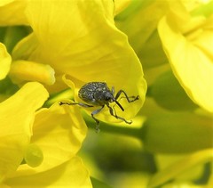 Ceutorhynchus obstrictus