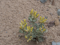 Physaria acutifolia