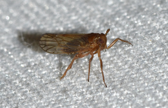 Pareuidella