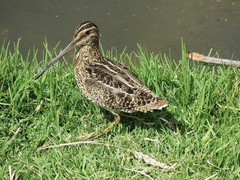 Gallinago nobilis