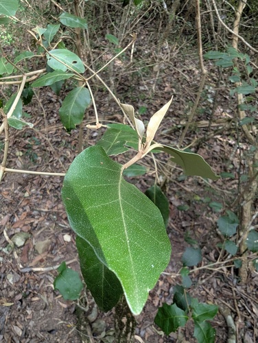 silver croton