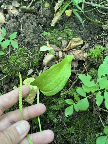 Ophioglossum vulgatum, photograph 5