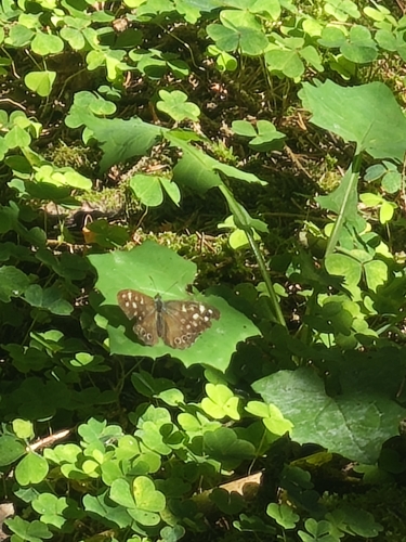 Speckled Wood