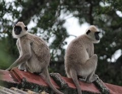 Tufted Gray Langur photo 4