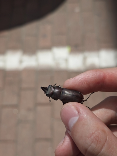 Prismognathus dauricus