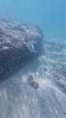 Carangoides orthogrammus observed 2026-08-07