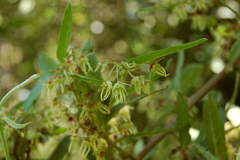 Byttneria filipes