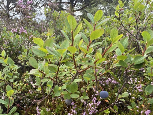 bog bilberry