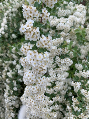 Spiraea nipponica iNat (3)