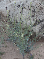 Streptanthus longirostris