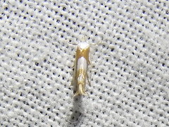 Phyllonorycter fitchella