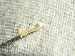 Phyllonorycter fitchella