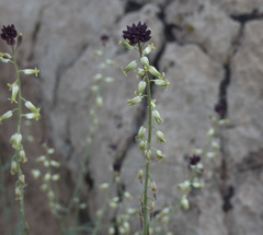 Streptanthus longirostris