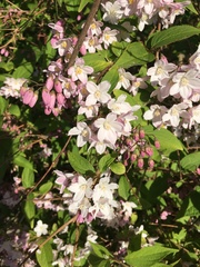 Abelia × grandiflora