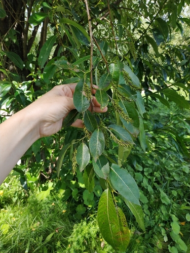 Наблюдение на iNaturalist