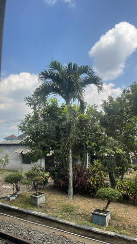 Manila Palm
