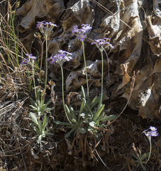 Primula specuicola