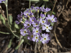 Primula specuicola