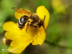 Andrena flavipes