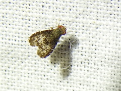 Trypetisoma eutretoides