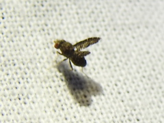 Trypetisoma eutretoides