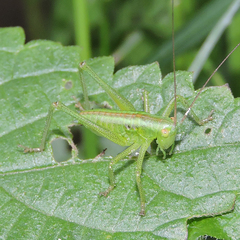 Tettigonia orientalis