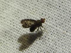 Trypetisoma eutretoides