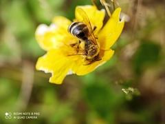 Andrena flavipes