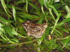 Leptodactylus mystacinus