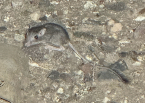Desert Pocket Mouse