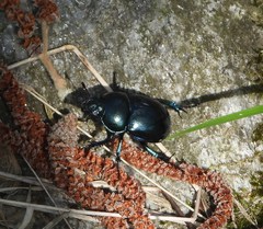 Trypocopris vernalis