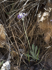 Primula specuicola