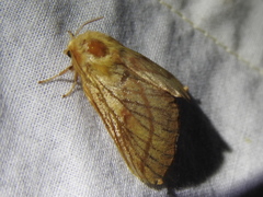 Malacosoma disstria