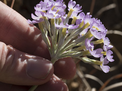 Primula specuicola
