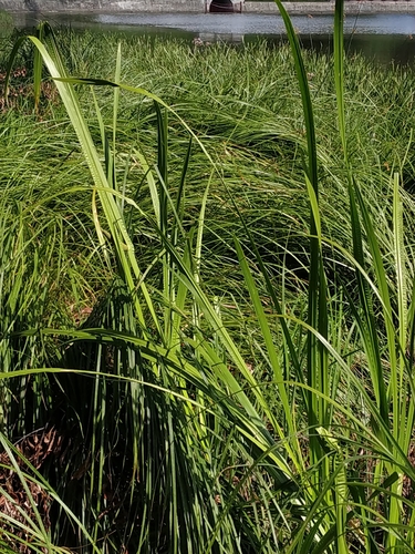 Наблюдение на iNaturalist
