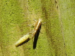 Cameraria conglomeratella