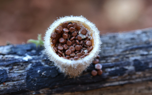 woolly bird's nest fungus