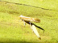 Cameraria conglomeratella